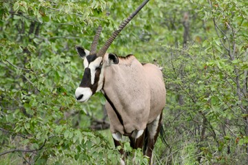Closeup portrait of Gemsbok (Oryx gazella) looking at camera Etosha National Park, Namibia.