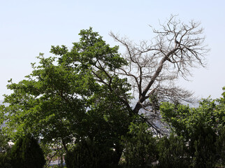 Dead and alive tree in a split 