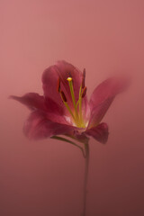 pink lily flower