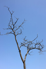 Fototapeta na wymiar Lonely dead tree 