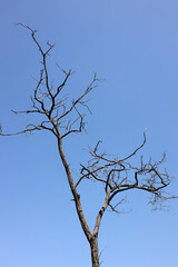 Lonely dead tree
