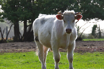 Taureau en contre jour, regardant.