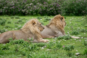 Side on portrait of two wild lion (Panthera leo) lying on ground in Etosha National Park, Namibia.