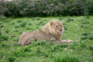 Side on portrait of wild lion (Panthera leo) lying on ground in Etosha National Park,  Namibia.