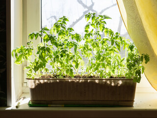 box with tomato seedlings lilluminated by sun