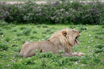 Side on portrait of wild lion (Panthera leo) lying on ground and  yawning in Etosha National Park, Namibia.