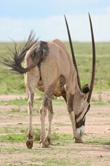 Closeup portrait of Gemsbok (Oryx gazella) grazing Etosha National Park, Namibia.