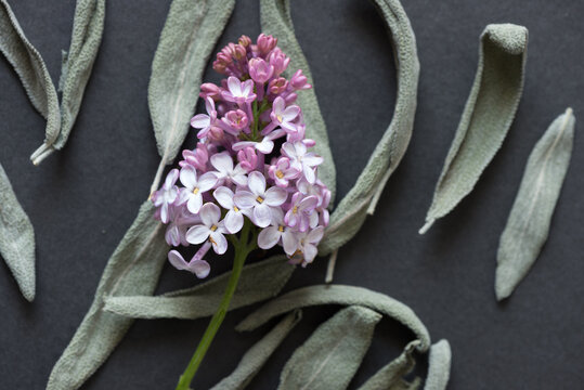 close up of lilac blossom and dried sage leaves on grey mat board - photographed from above with ambient light
