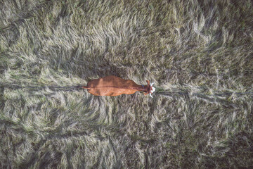 Kuh auf dem Feld Luftbild
