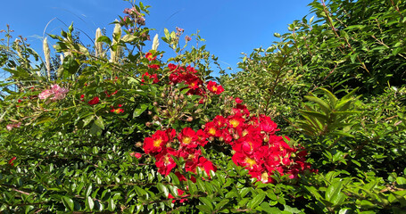 Flowers in a hedgerow, set against green leaves, and a blue sky near, Bradford, Yorkshire, UK