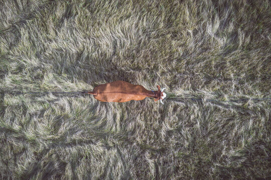 Cow on field aerial view