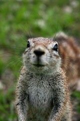 Animal Selfie of  Cape Ground Squirrel (Xerus inauris) staring at camera in Etosha National Park,...