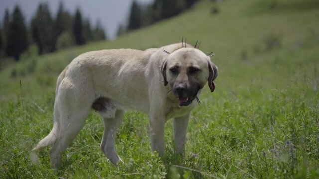 Adult Sivas Kangal Dog Walking on the Mountainn