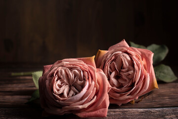 Zwei Rosen in Alt Rose' Farben liegen auf dem Holzhintergrund. Vintage Style,Passt gut für die Postkarten, Hintergrund. Stillleben, Querformat.