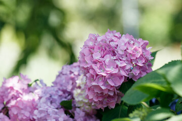 緑の森を背景に咲くピンクの紫陽花