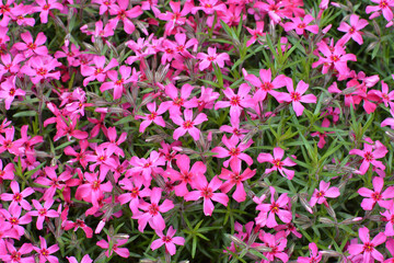 Phlox subulata blooms on the flowerbed