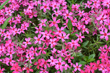 Obraz premium Phlox subulata blooms on the flowerbed