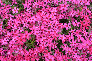Phlox subulata blooms on the flowerbed