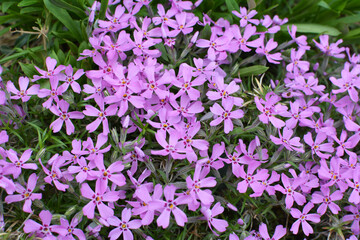 Fototapeta premium Phlox subulata blooms on the flowerbed