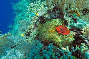 An anemone and it's Clown fish