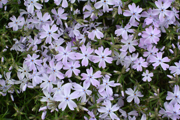 Phlox subulata blooms on the flowerbed