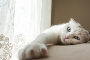 White Scottish fold kitten with blue eyes