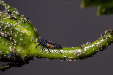Asian Lady Beetle Larvae