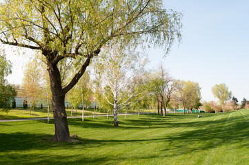 summer landscape with green grass and trees. the city line is a recreation area for people.