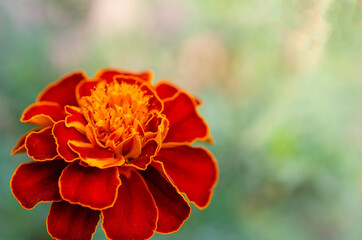 Tagetes marigold flower or calendula officinalis. Autumn flowers background with copy space 