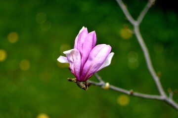 Obraz premium flower