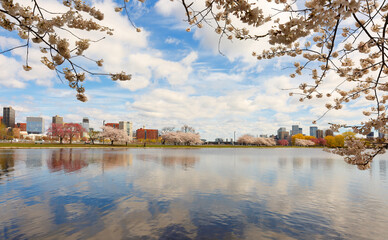 Boston Charles River Esplanade on a sunny spring day with cherry blossom. Selective focus has been...
