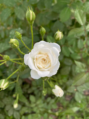 white rose in garden