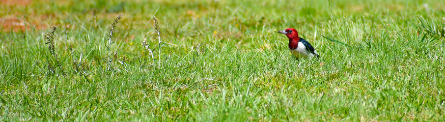 red-headed woodpecker eating a grub on grass landscape format