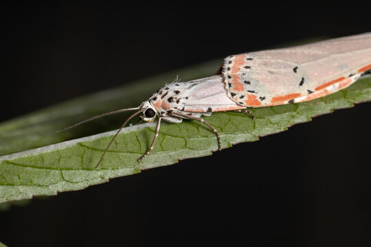 Adult ornamented Bella moth
