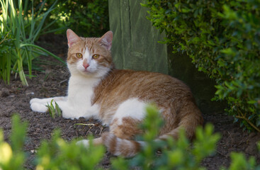 ginger cat in the garden