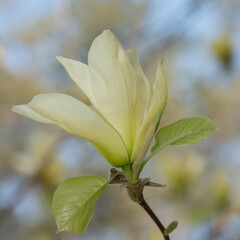 Obraz premium white-yellow magnolia blossoms in spring