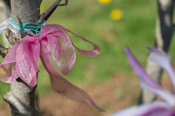deep pink ribbon bow tied to a magnolia tree in blossom