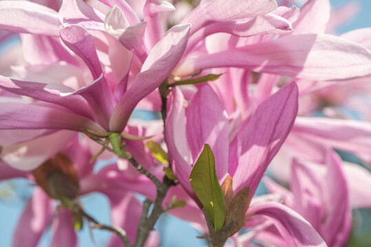 bright pink and white magnolia blossoms with long narrow petals in spring photographed against a blue sky