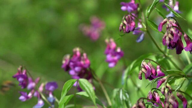 Beautiful bright spring banner of blooming wild forest pea or Lathyrus vernus spring pea. Close-up of a bumblebee collecting pollen from bright purple-lilac flowers in sunlight. Selective focus
