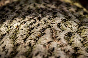 Baumrinde Baumstruktur