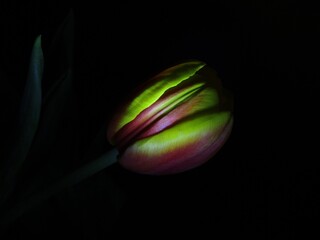 tulip on black