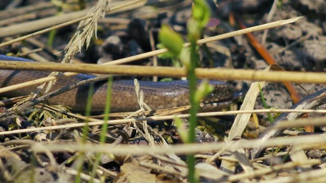 Slow worm crawls on dry grass. (Anguis fragilis)