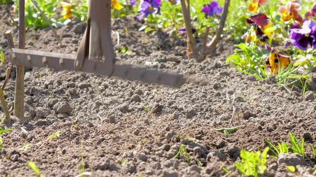 Experienced gardener breaks large soil clod piles hitting with brown grey metal rake among flowers closeup zoom out. Concept ground cultivation