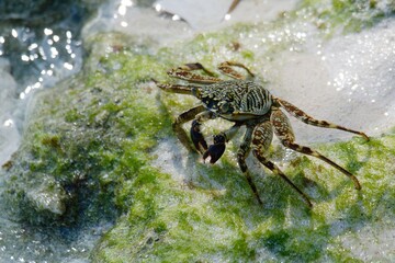 Crab in Feridhoo, Maldives