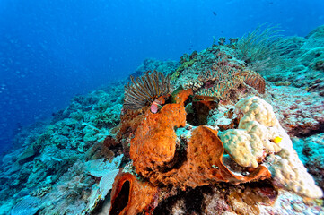 A picture of the coral reef