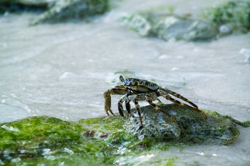 Crab in Feridhoo, Maldives