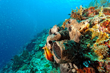 A picture of the coral reef