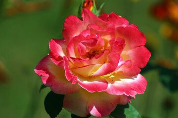 red rose in garden