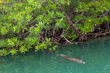 Alligator inside the water in Belize, Caribbean