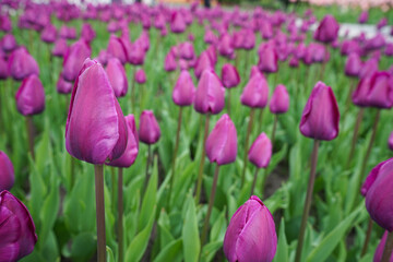 Purple blooming tulips in flower bed, close-up. Floral background